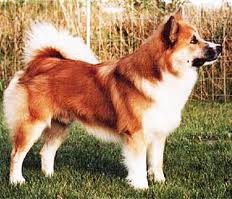 Iceland Dog